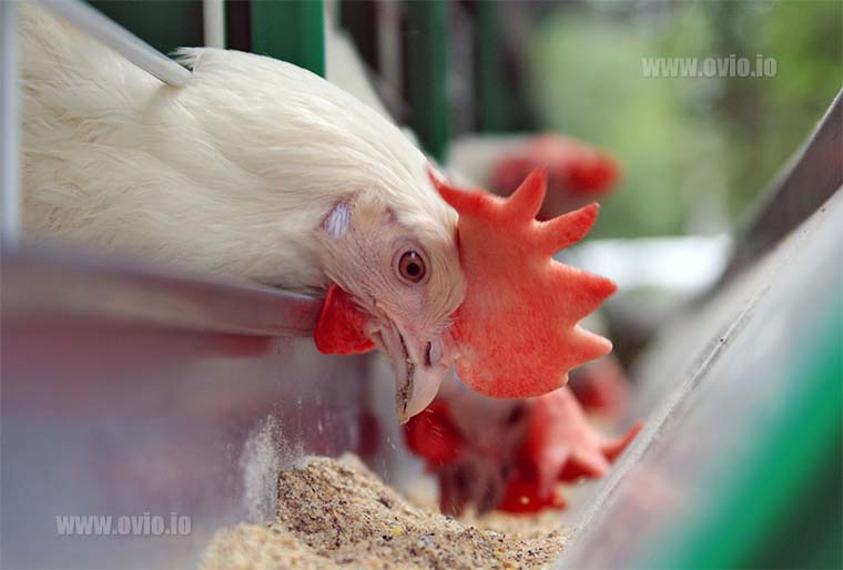 Poultry houses